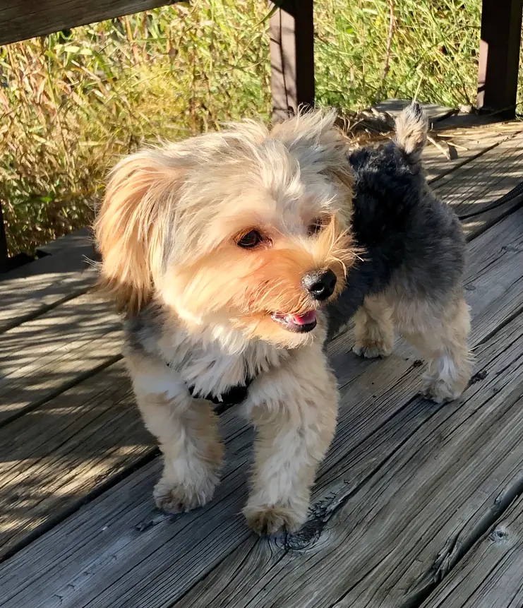 Two small terriers standing together on a sunlit wooden deck