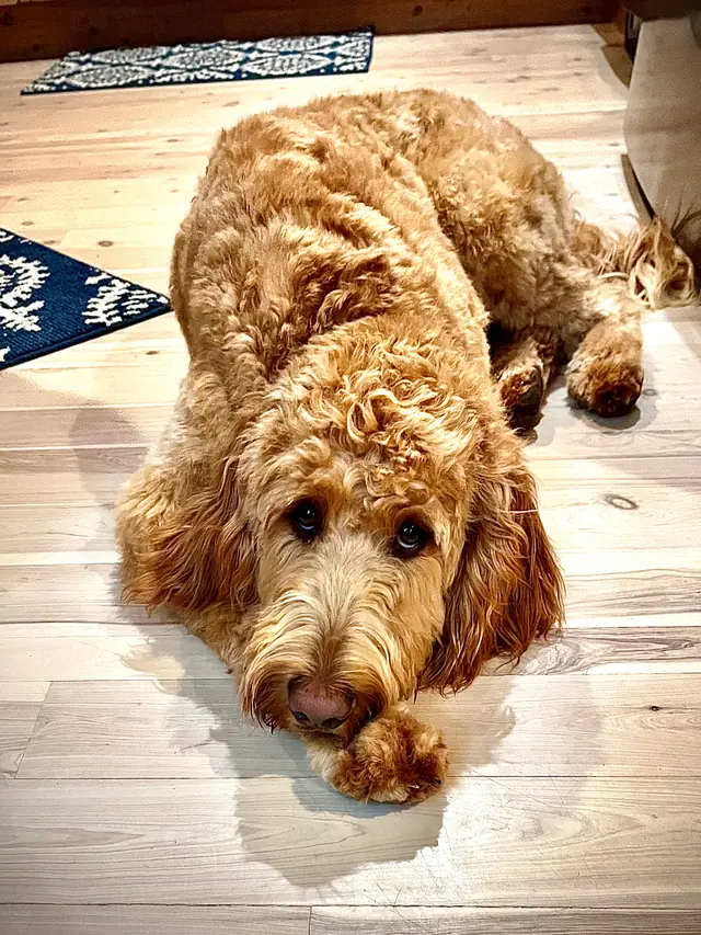 Golden doodle lying on a pale plank floor, looking up