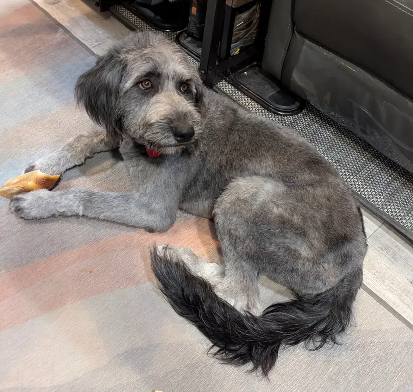 Grey shaggy dog stretched out on a rug beside a black leather chair