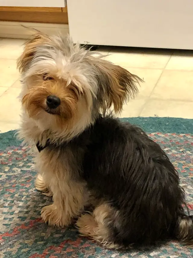 Yorkshire terrier sitting upright on a round braided rug