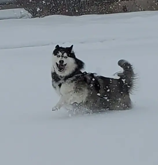 Husky bounding through deep fresh snow