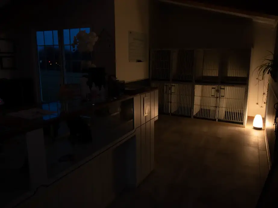 The reception after dark: overhead lights off, a soft nightlight glowing low beside the white kennels